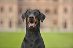 Doberman Pinscher Portrait