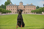 Doberman Pinscher