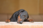 Doberman Pinscher