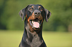 Doberman Pinscher Portrait