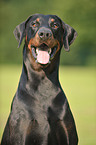 Doberman Pinscher Portrait