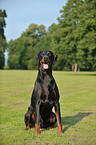 Doberman Pinscher