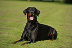 Doberman Pinscher