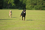 running dogs