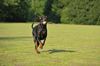 playing Doberman Pinscher