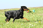 playing Doberman Pinscher