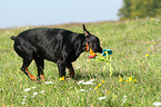 playing Doberman Pinscher