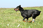 running Doberman Pinscher