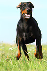 running Doberman Pinscher