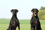 Doberman Pinscher