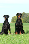 Doberman Pinscher