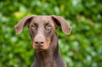 Doberman Pinscher Portrait