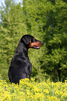 sitting Doberman pinscher