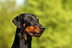 Doberman Pinscher Portrait