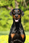 Doberman Pinscher Portrait