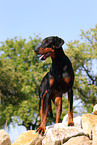 standing Doberman Pinscher