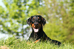 lying Doberman Pinscher