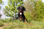 lying Doberman Pinscher