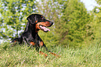 lying Doberman Pinscher