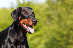 Doberman Pinscher Portrait