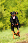 running Doberman Pinscher