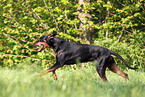 running Doberman Pinscher