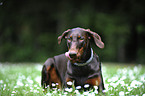 lying Doberman Pinscher