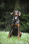 sitting Doberman Pinscher