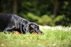 lying Doberman Pinscher