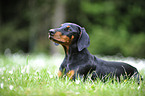 young Doberman Pinscher