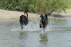 running Doberman Pinscher