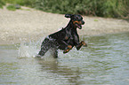 running Doberman Pinscher