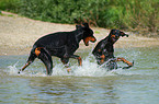 Doberman Pinscher