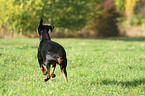 running Doberman Pinscher