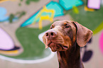 Doberman Pinscher Portrait