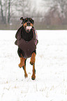 playing Doberman Pinscher