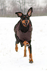 running Doberman Pinscher