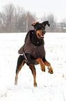 running Doberman Pinscher