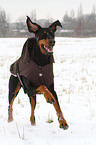 running Doberman Pinscher