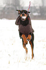 playing Doberman Pinscher