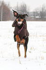 playing Doberman Pinscher