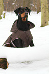 sitting Doberman Pinscher