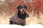 lying Doberman Pinscher