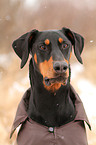 Doberman Pinscher Portrait