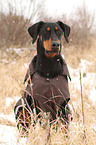 sitting Doberman Pinscher