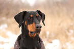 Doberman Pinscher Portrait