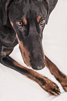 Doberman Pinscher