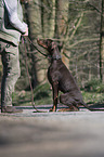 young Doberman Pinscher