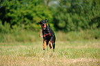 playing Doberman Pinscher