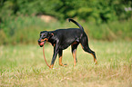 playing Doberman Pinscher